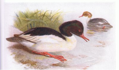 Goosander by Archibald Thorburn